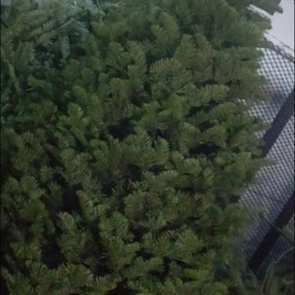 Christmas trees - Picture 4 of 5